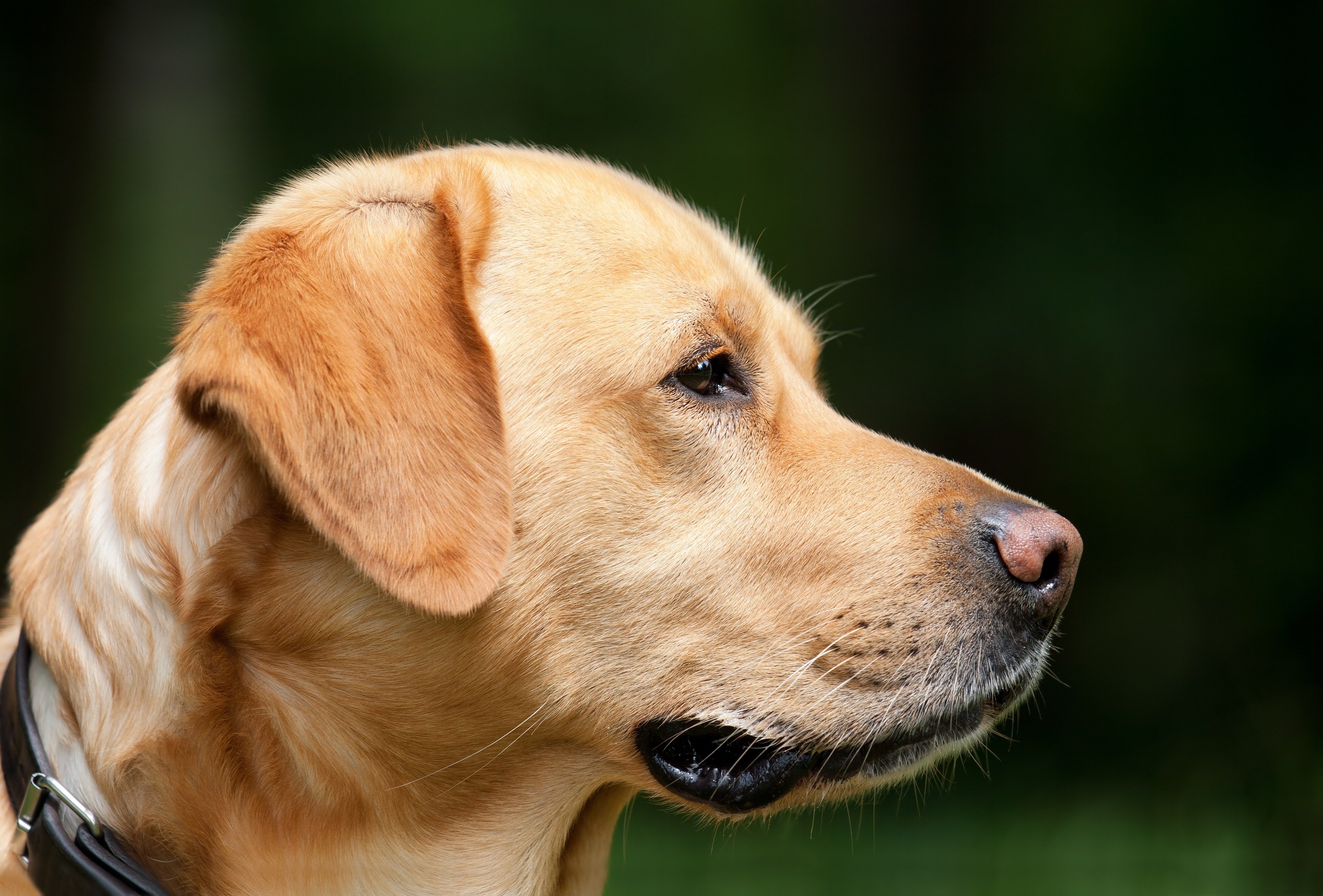 Labrador Retriever mirando al horizonte - GPS y seguridad canina