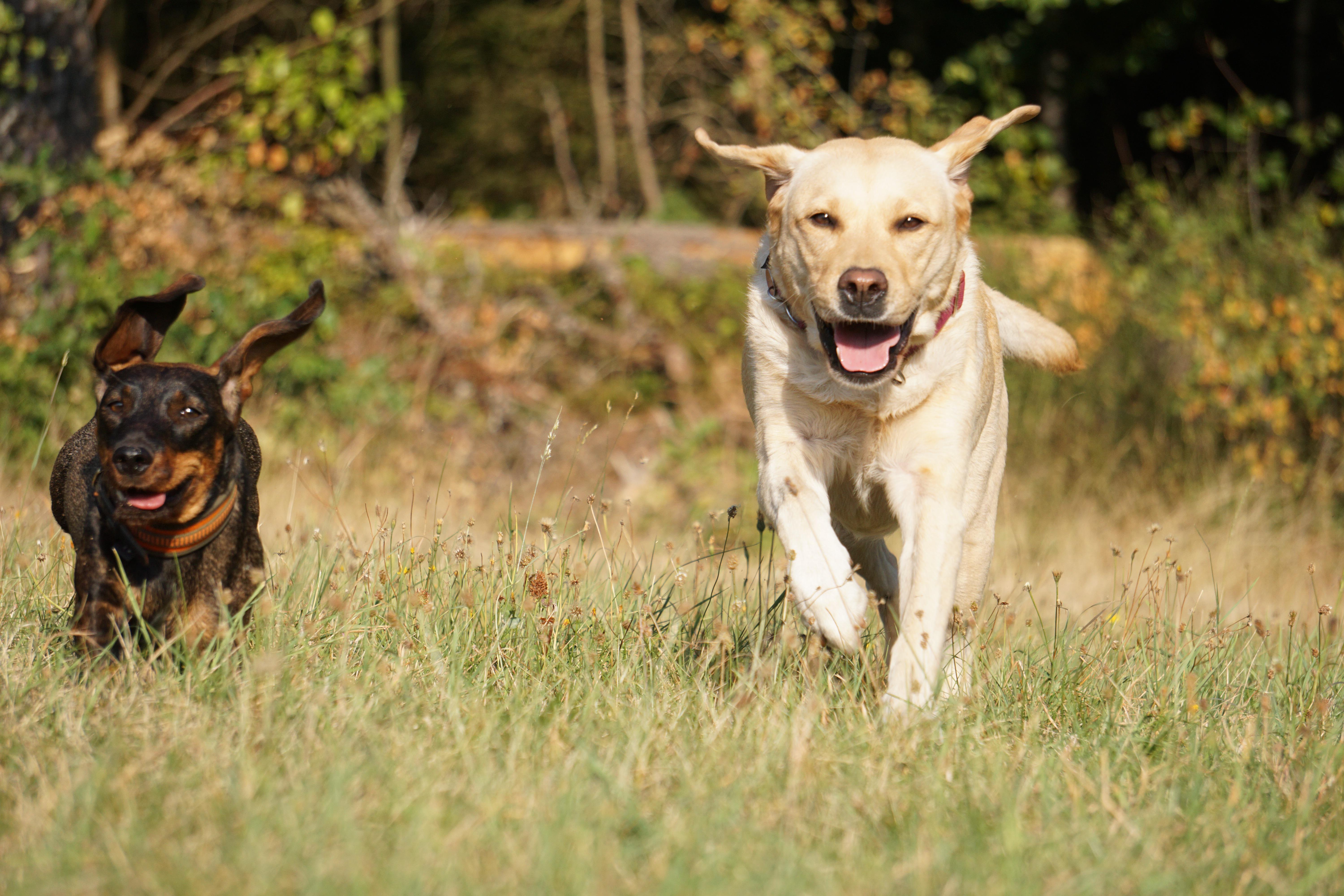 Golden Retriever con collar GPS